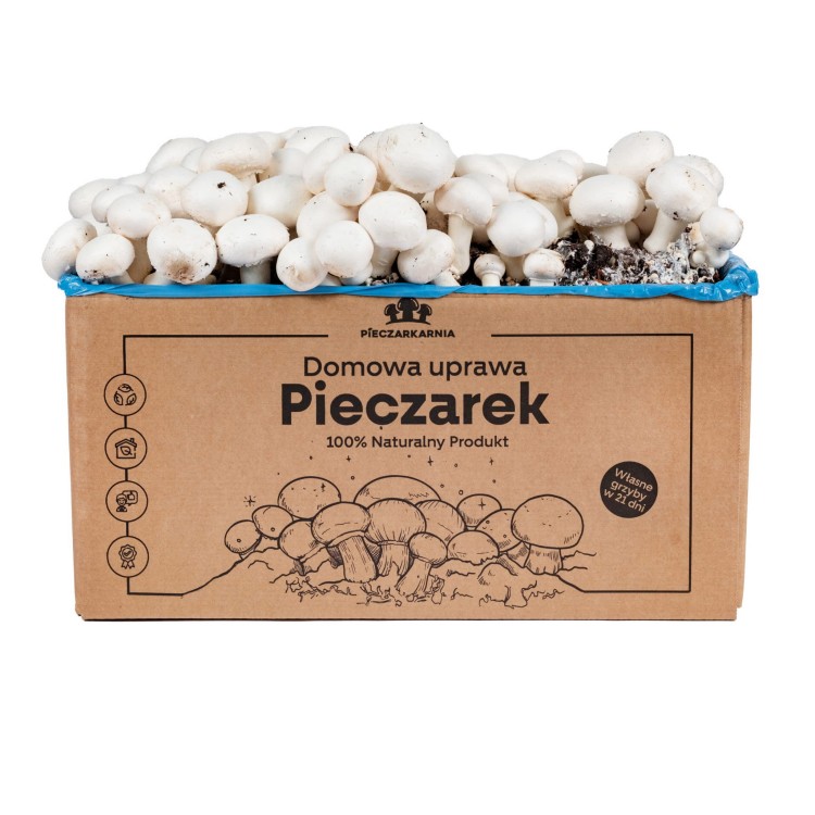 Pieczarka BIAŁA zestaw do uprawy 8kg