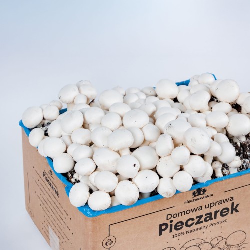 Pieczarka BIAŁA zestaw do uprawy 8kg