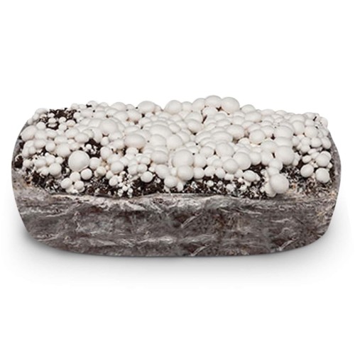 Balot pieczarka BIAŁA 20kg