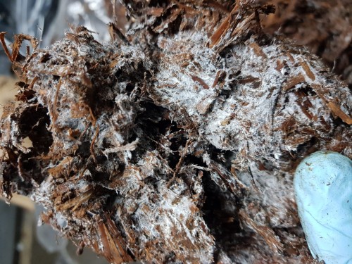 Balot pieczarka BIAŁA 20kg