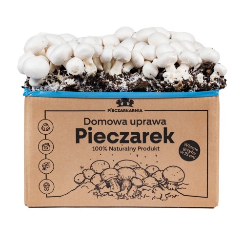 Pieczarka BIAŁA zestaw do uprawy 5kg