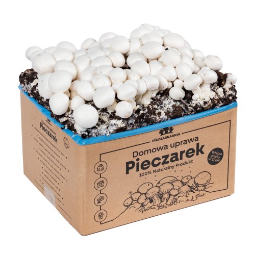Pieczarka BIAŁA zestaw do uprawy 5kg