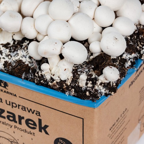 Pieczarka BIAŁA zestaw do uprawy 5kg