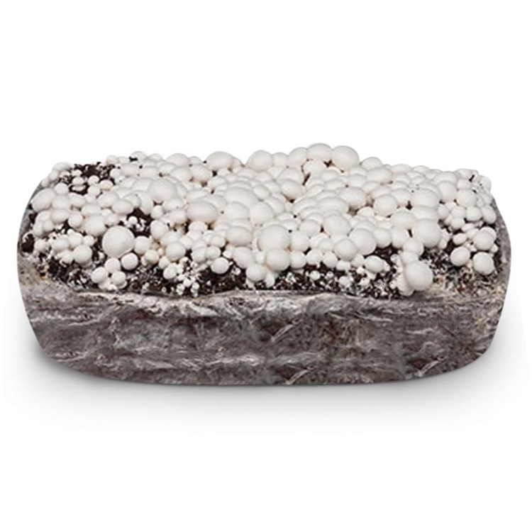Balot Pieczarka BIAŁA 20kg + Torf 9kg