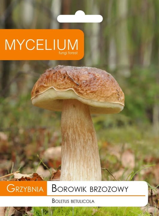 BOROWIK BRZOZOWY
