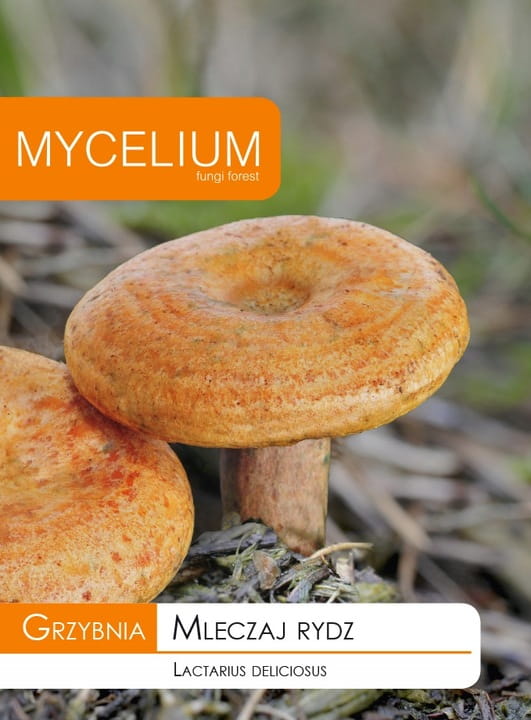 MLECZAJ RYDZ