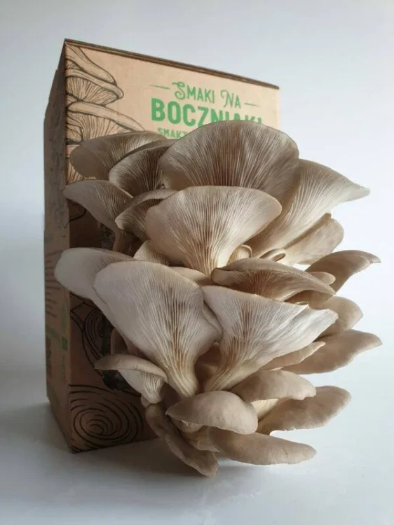 Boczniak ostrygowaty – zestaw do uprawy
