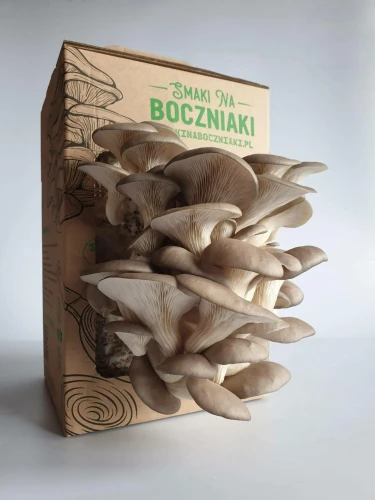 Boczniak ostrygowaty – zestaw do uprawy