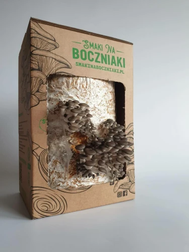 Boczniak ostrygowaty – zestaw do uprawy