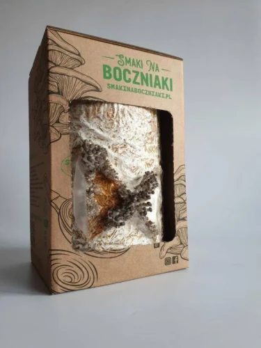 Boczniak ostrygowaty – zestaw do uprawy