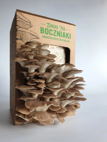 Boczniak łyżkowaty – zestaw do uprawy