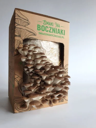Boczniak łyżkowaty – zestaw do uprawy