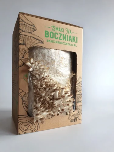 Boczniak łyżkowaty – zestaw do uprawy