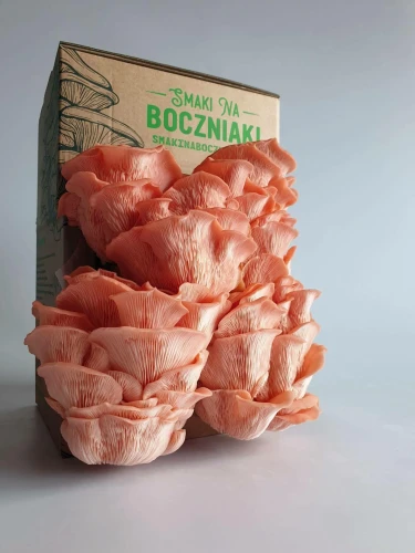 Boczniak różowy – zestaw do uprawy