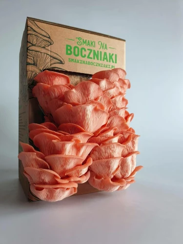 Boczniak różowy – zestaw do uprawy