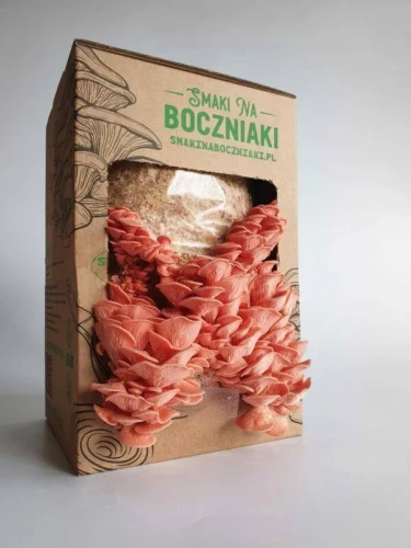 Boczniak różowy – zestaw do uprawy
