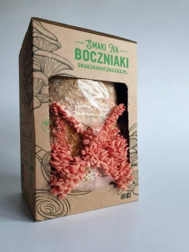 Boczniak różowy – zestaw do uprawy