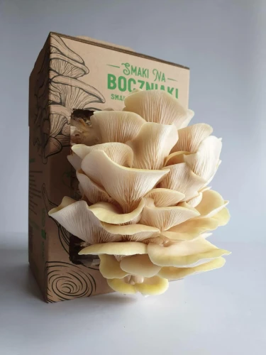 Boczniak cytrynowy – zestaw do uprawy