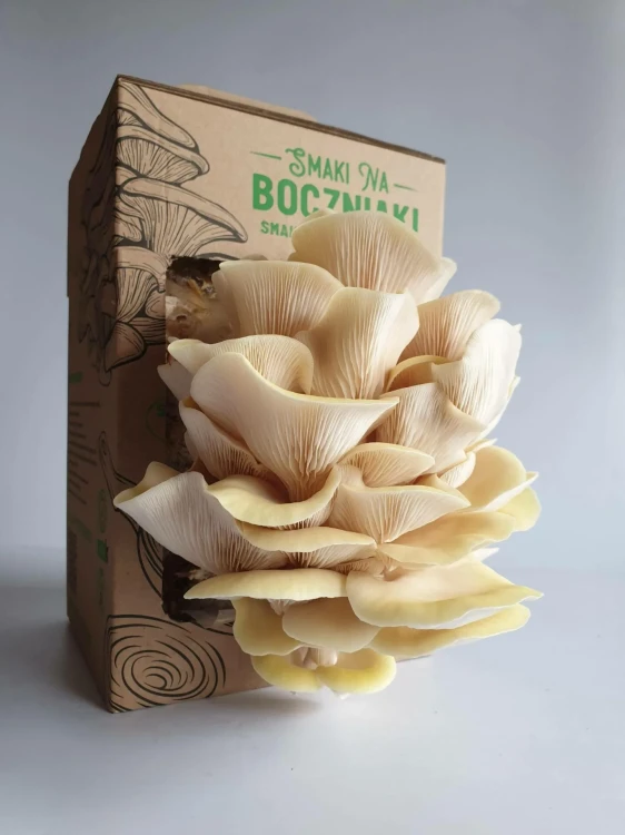 Boczniak cytrynowy – zestaw do uprawy