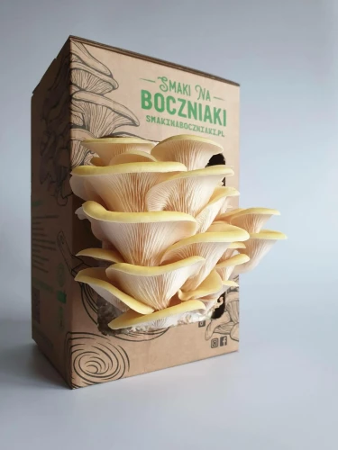 Boczniak cytrynowy – zestaw do uprawy