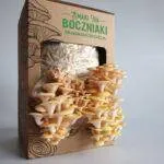 Boczniak cytrynowy – zestaw do uprawy