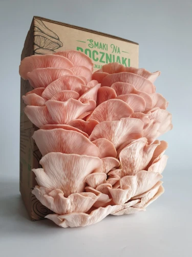 Boczniak Sakura – zestaw do uprawy