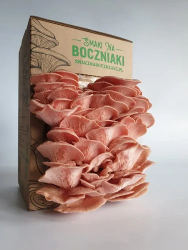 Boczniak Sakura – zestaw do uprawy