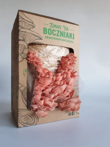 Boczniak Sakura – zestaw do uprawy