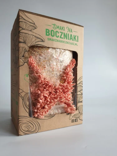 Boczniak Sakura – zestaw do uprawy