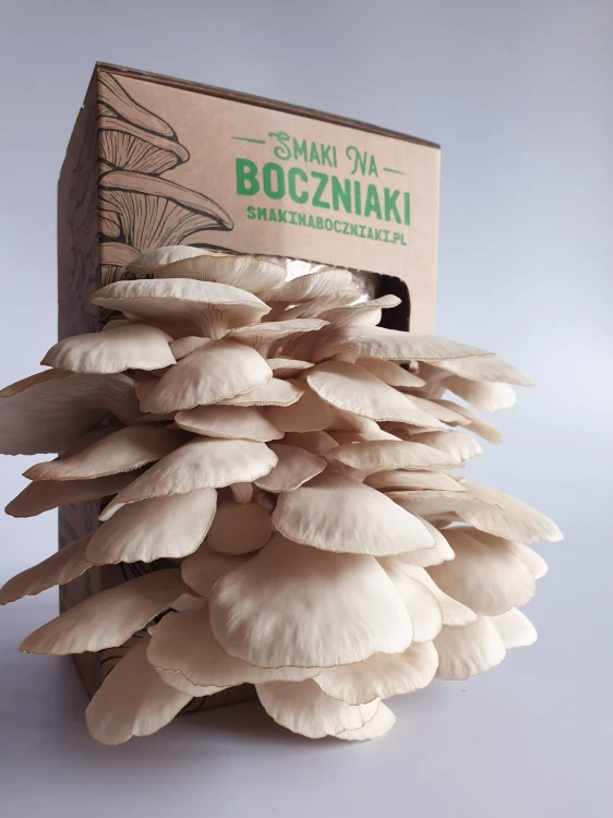 Boczniak perłowy – zestaw do uprawy