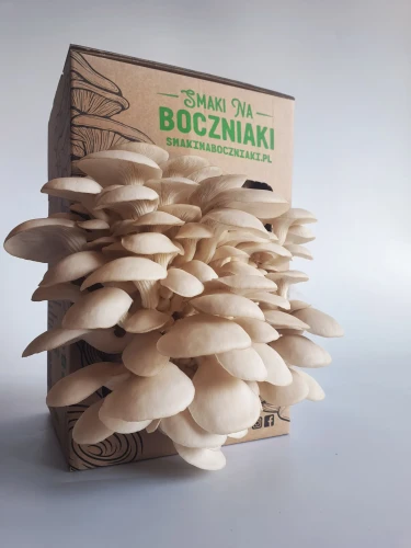 Boczniak perłowy – zestaw do uprawy