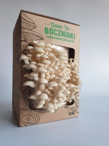 Boczniak perłowy – zestaw do uprawy