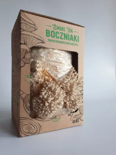 Boczniak perłowy – zestaw do uprawy