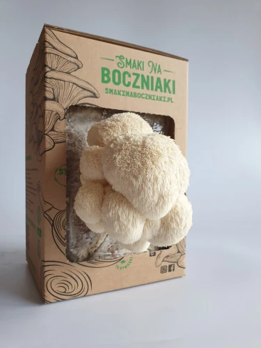 Soplówka jeżowata (Lion`s Mane) – zestaw do uprawy
