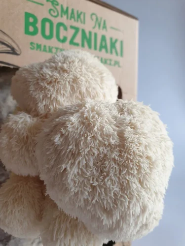 Soplówka jeżowata (Lion`s Mane) – zestaw do uprawy