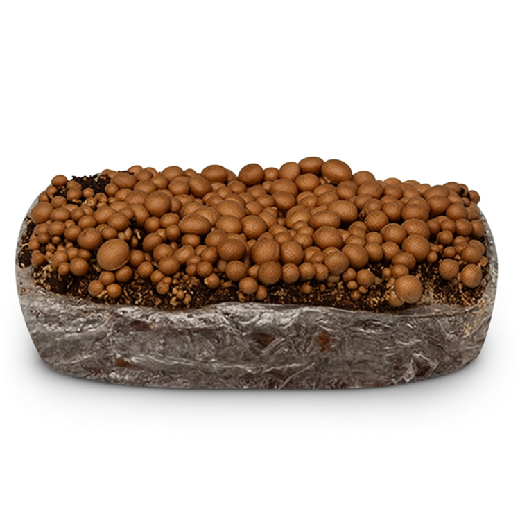 Balot Pieczarka BRĄZOWA 20kg