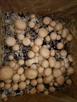 Balot Pieczarka BRĄZOWA 20kg