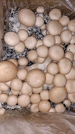 Balot Pieczarka BRĄZOWA 20kg