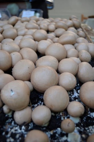 Balot Pieczarka BRĄZOWA 20kg
