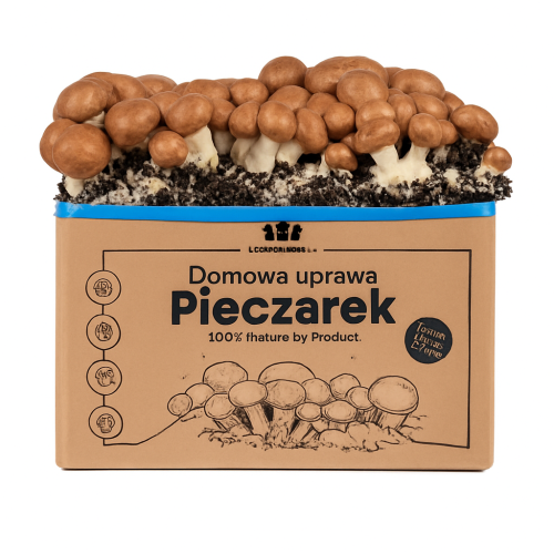 Pieczarka BRĄZOWA zestaw do uprawy 5kg