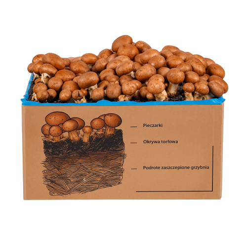 Pieczarka BRĄZOWA zestaw do uprawy 5kg