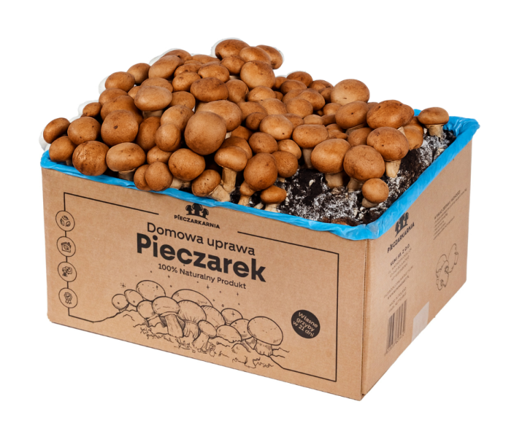 Pieczarka BRĄZOWA zestaw do uprawy 8kg