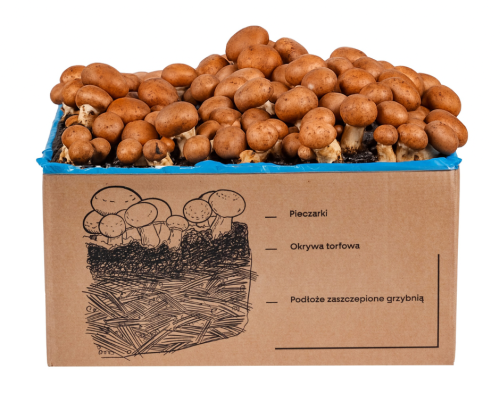 Pieczarka BRĄZOWA zestaw do uprawy 8kg