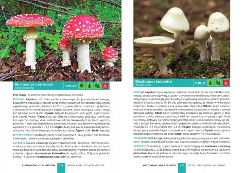 Kieszonkowy Atlas Grzybów