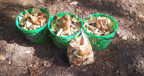 Plastikowy koszyk na grzyby