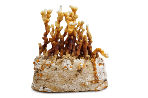 Reishi (Ganoderma lucidum)