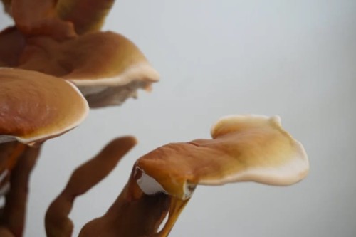 Reishi (Ganoderma lucidum)