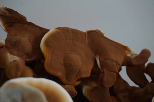 Reishi (Ganoderma lucidum)