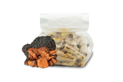 Chaga (Błyskoporek)