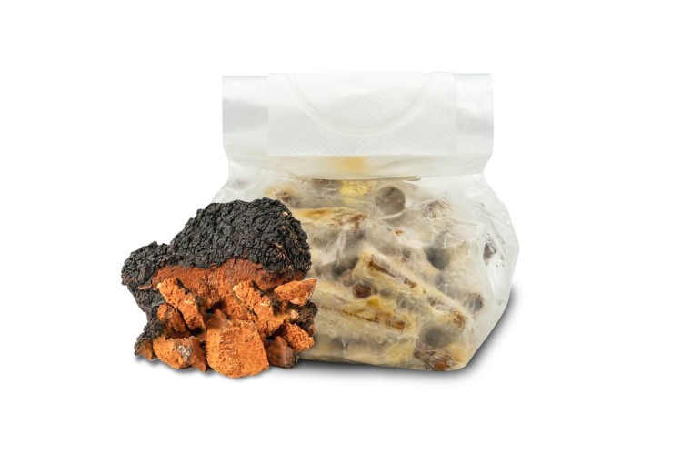 Chaga (Błyskoporek)